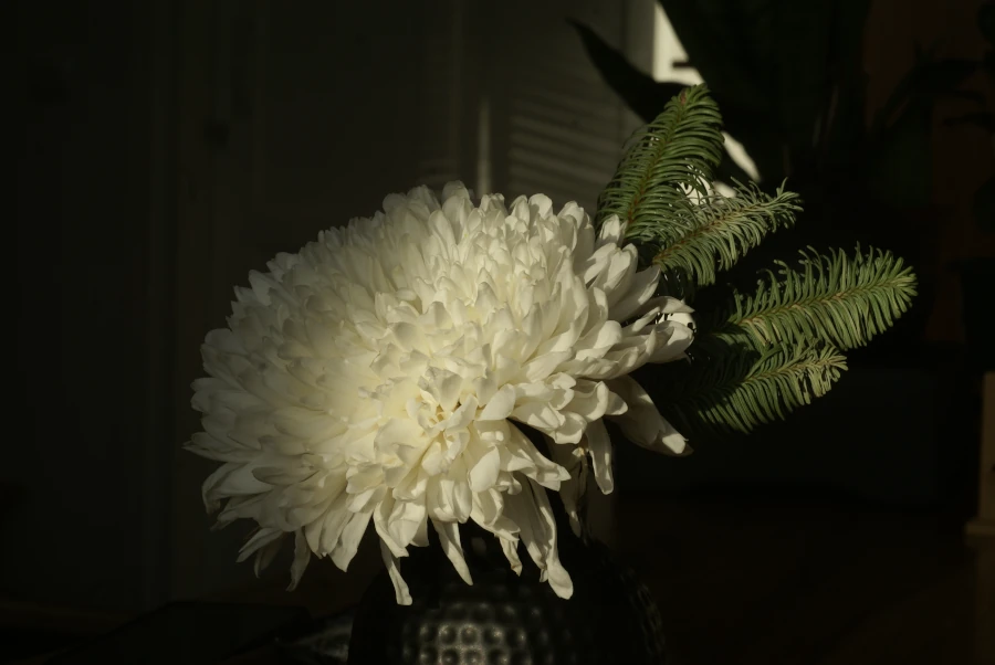 Белая хризантема в вазе